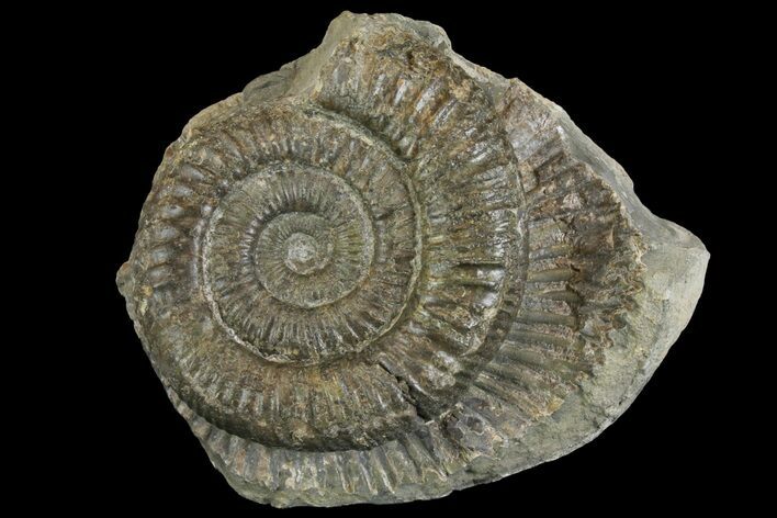Ammonite (Dactylioceras) Fossil - England #149802